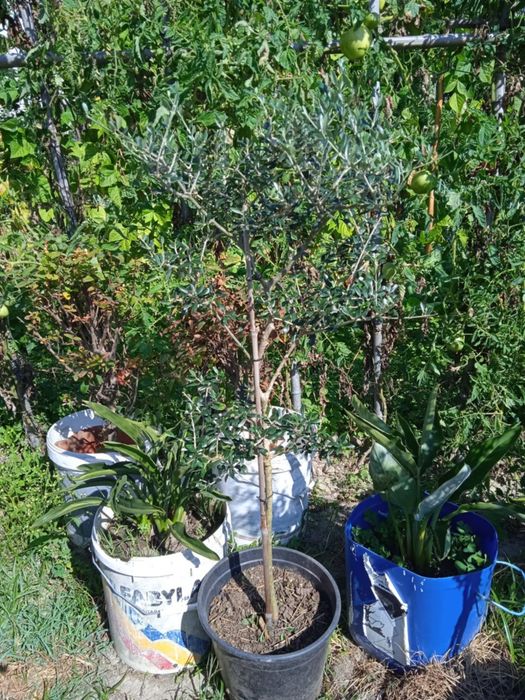 Vendo oliveiras bonitas para jardim