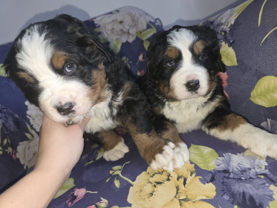 Berneński Pies Pasterki  (Urodzone 01.11.2025) dostępny piękny pies 
U