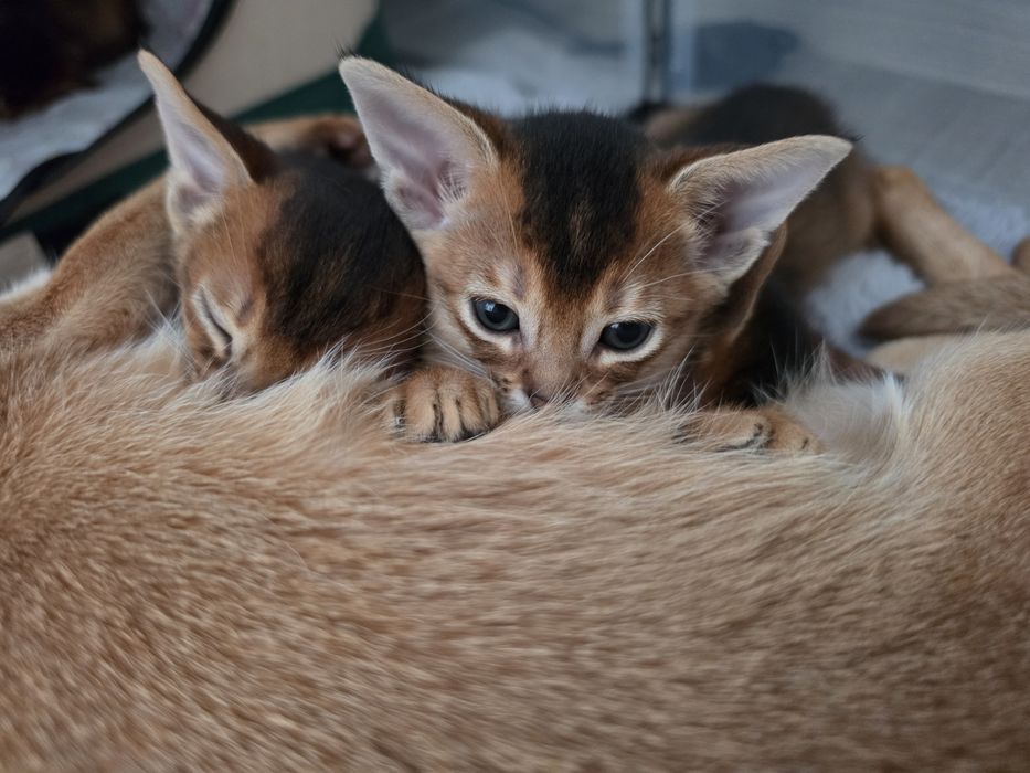 Kot abisynski kotek abisynski kociak