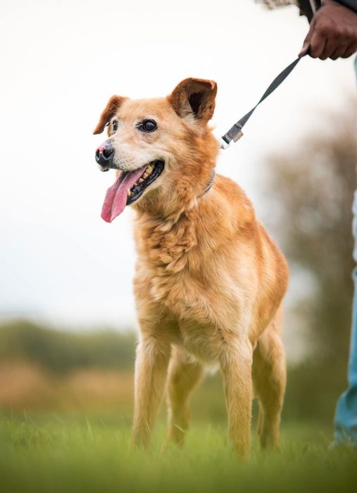 Beżowy puchaty piesek szuka domu