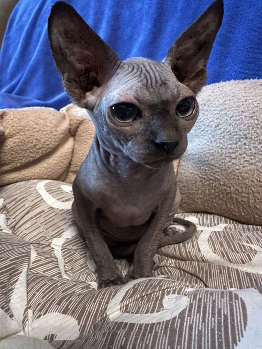 Казкові малюки -канадскі ельфінята