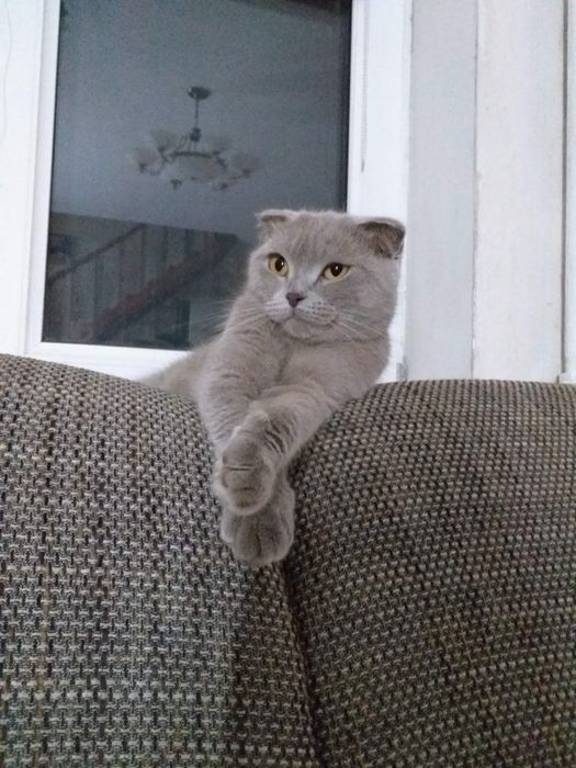 Отдам британскую вислоухую кошечку