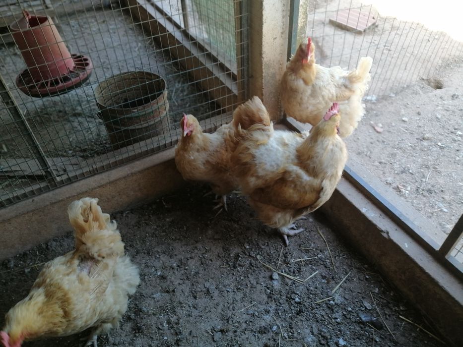 Galinhas orpington amarelas