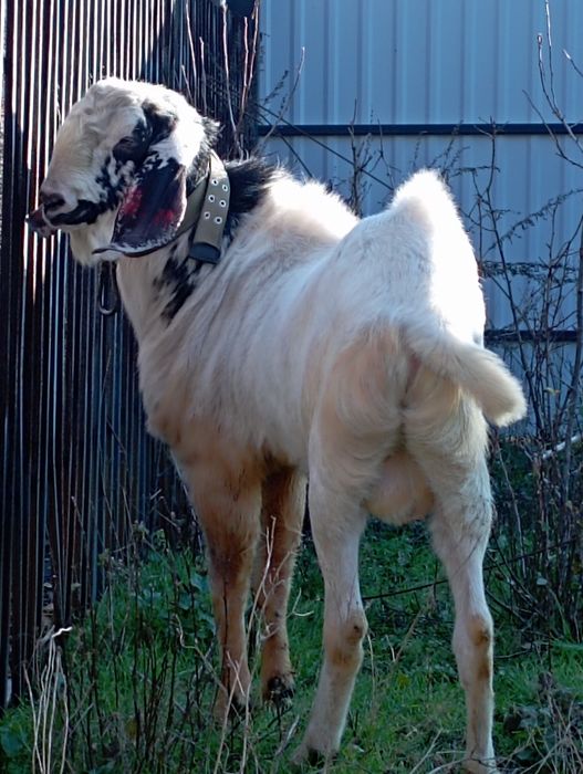 100% Англонубійський козел