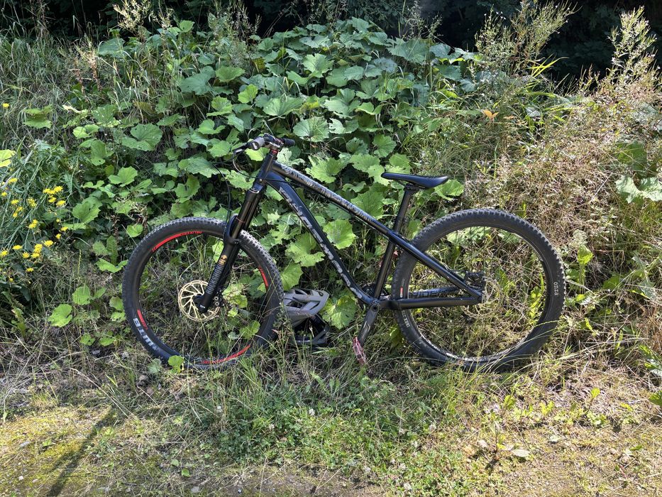 Dartmoor hornet 2022