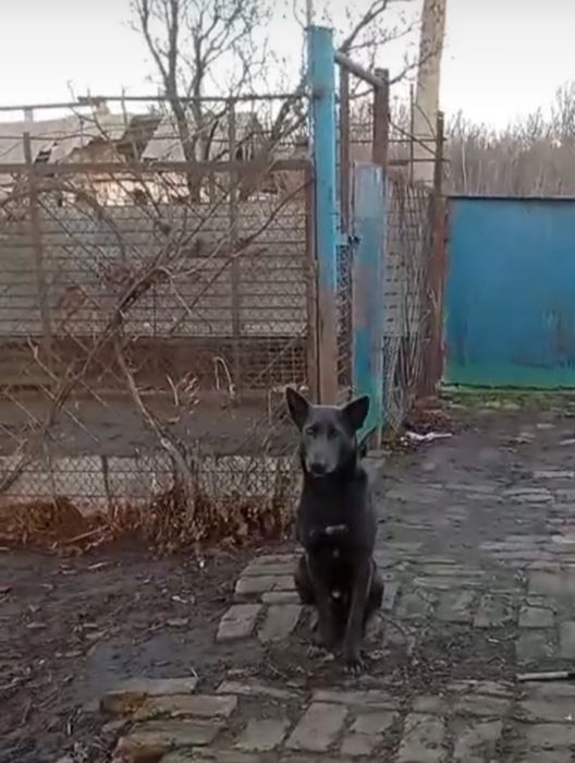 Отдам собак даром