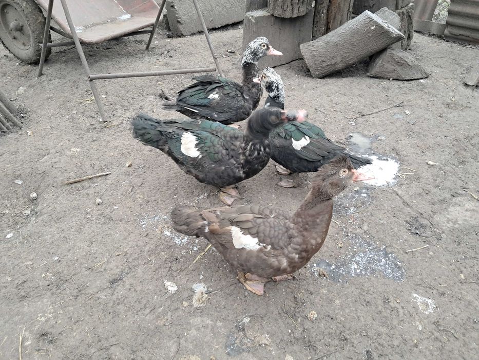 Продам   качок  шипунів