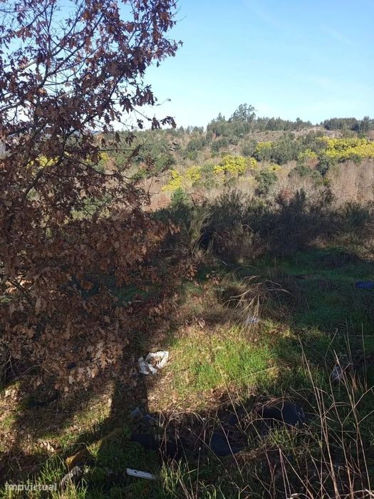 Terreno com 16 Hectares em Nelas