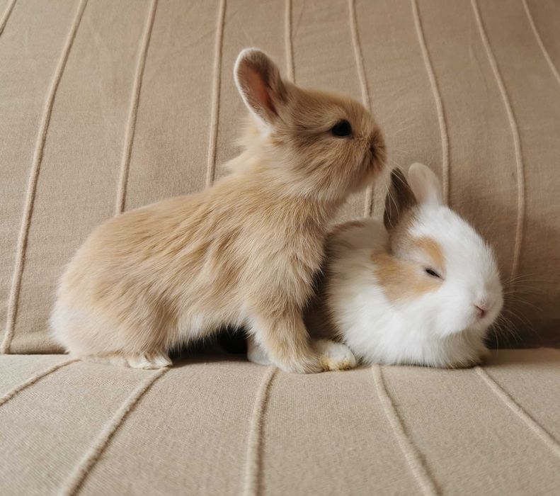 Coelhos anões mini + gaiola nova + alimentação adequada