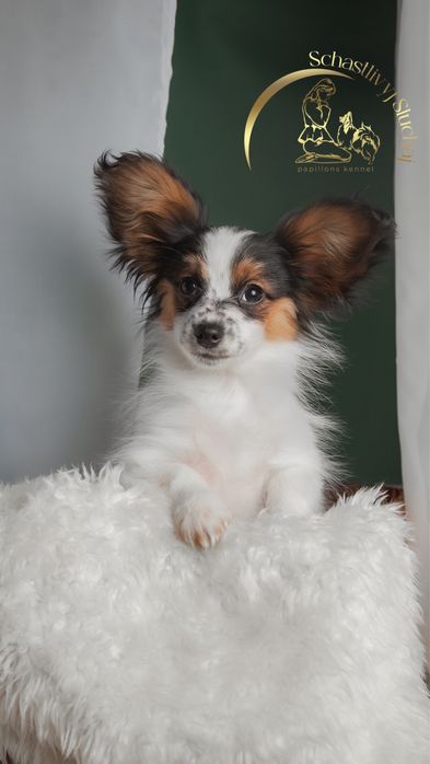 Дуже ніжний малюк папійон