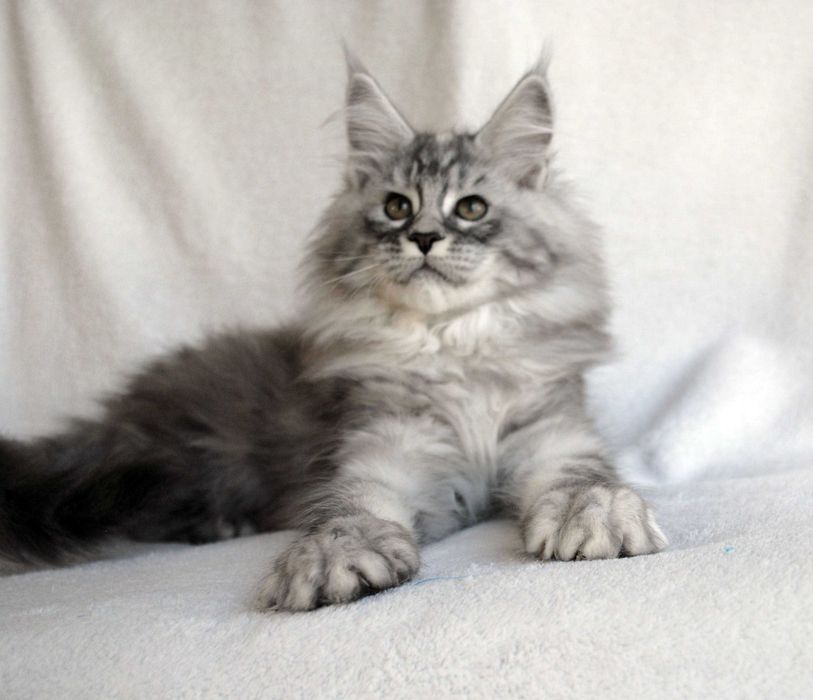 Piękna kotka do hodowli