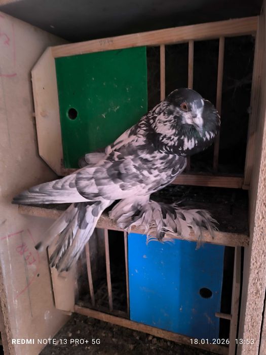 Garłacz pomorski samicę