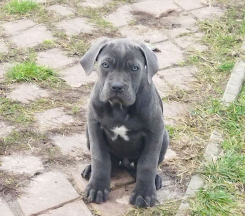 Кане-корсо щенки