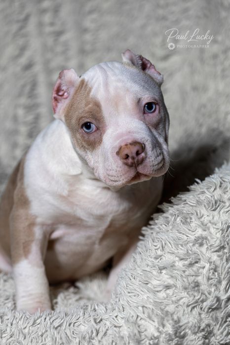 Голубоокий хлопчик , 2,5 міс