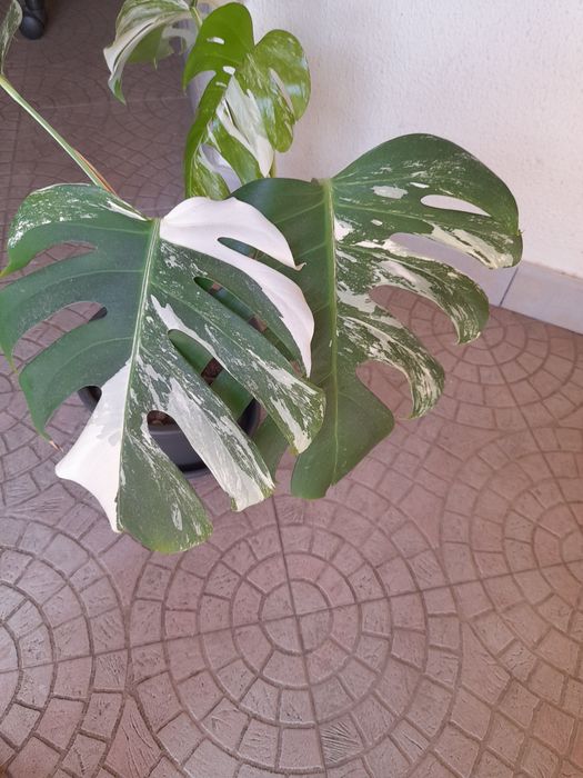 Monstera Variegata Albo