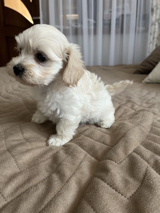 Piesek maltipoo gotowy do odbioru