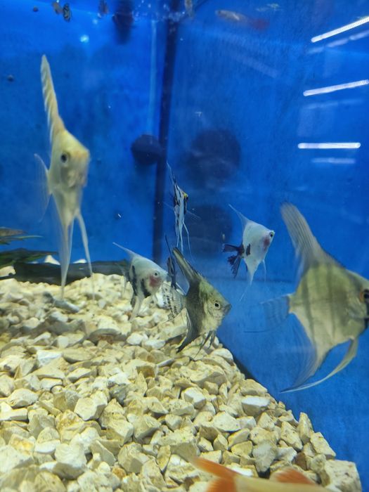 Escalares Pterophyllum scalare