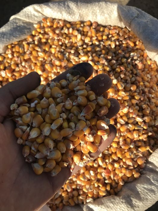 Продам кукурудзу зерно кукурузи