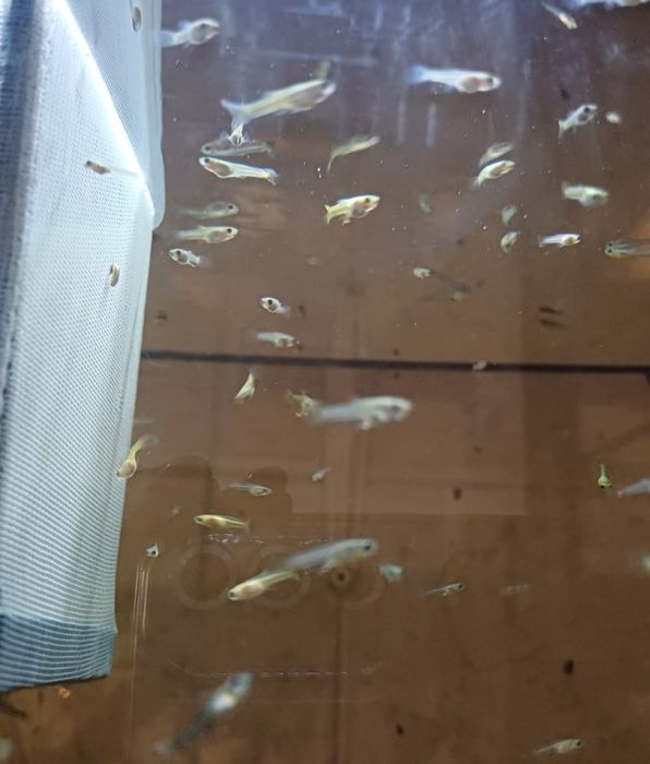Peixes guppys machos e fêmeas