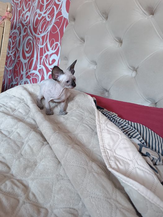 Канадські сфінкси