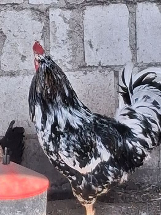 Około 3 letni kogut