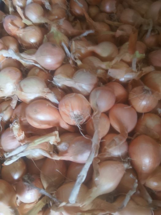 Продам високоврожайну цибулю кущовку.Ціна 45 гривень за кілограм.