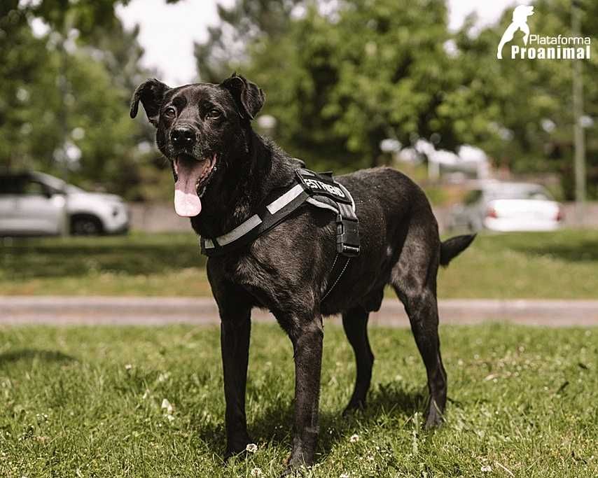 PIRATA - Cãozinho para Adoção!