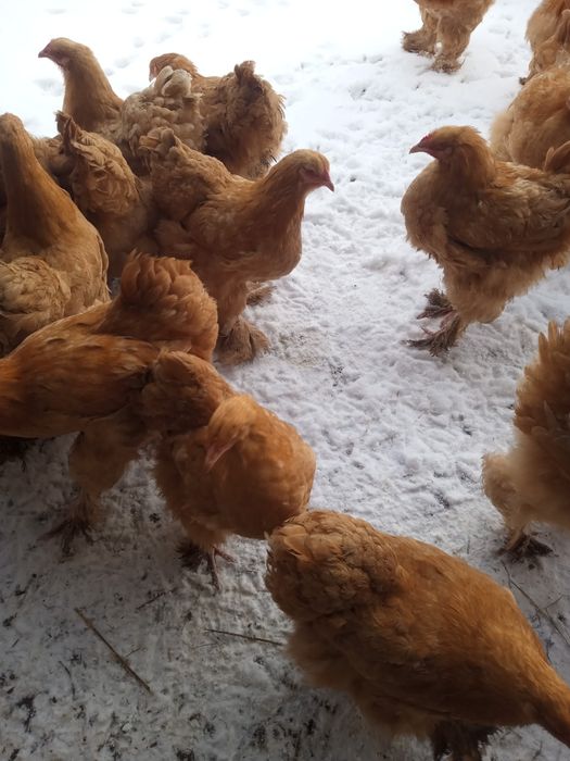 Sprzedam koguty kochiny