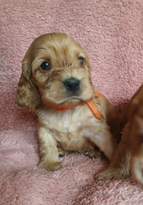 Cocker spaniel angielski złota suczka