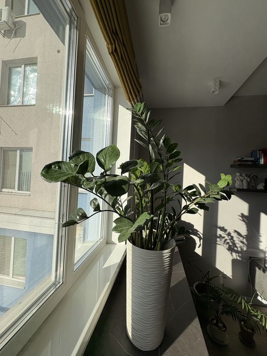 Цветок Замиокулькас 100 см в белом вазоне