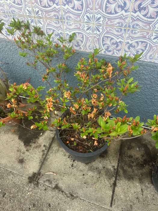 Planta, Azáleas e alguns vasos.