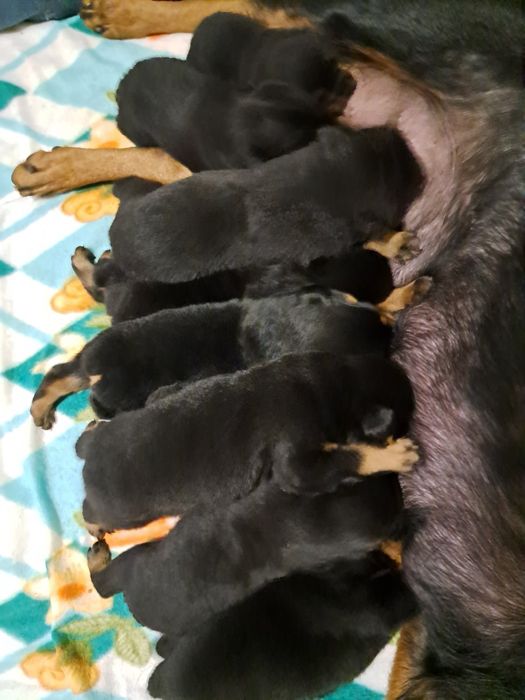 Щенки ротвейлера