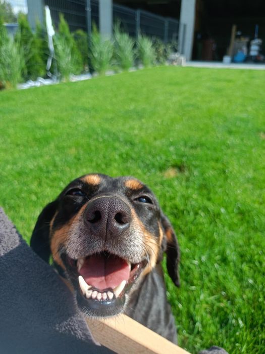 Oddam,szukam domu dla suczki