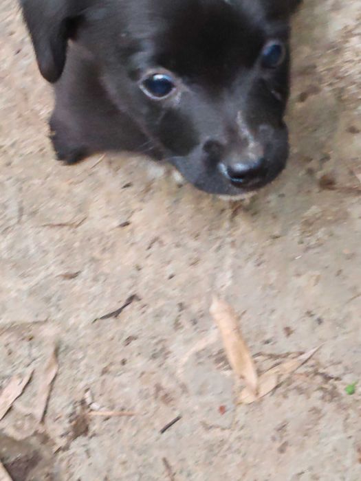 cachorrinho macho Augusto para adoção por quem vacinar, tiver espaço,etc.