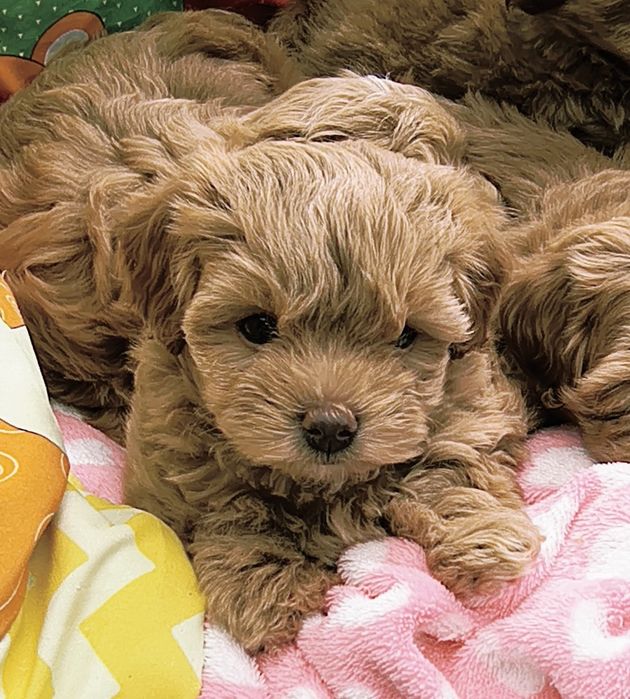 Maltipoo szczenię
