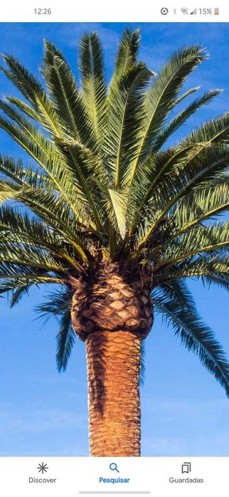 Palmeira das canárias