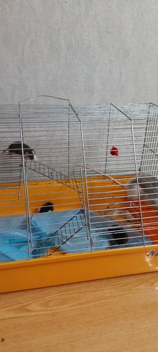 Крисята декоративні