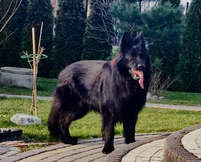 Czarne owczarki staroniemieckiego suczka