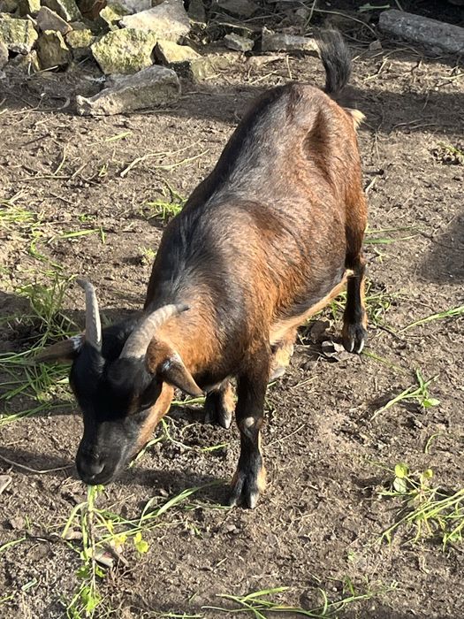 Cabra ana com 1 ano e meio