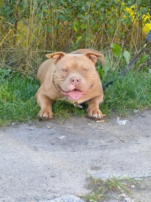 American Bully Pocket