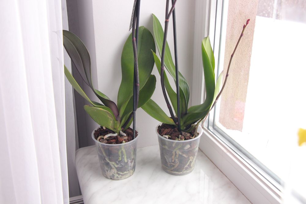 Орхідея фаленопсис класична малинова