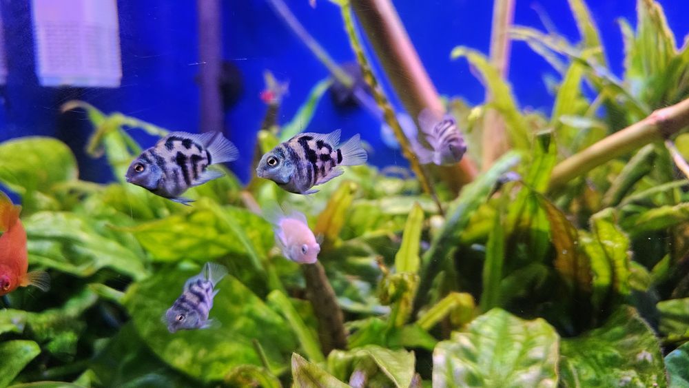 Pielegnica papuzia blue tiger (zebra)