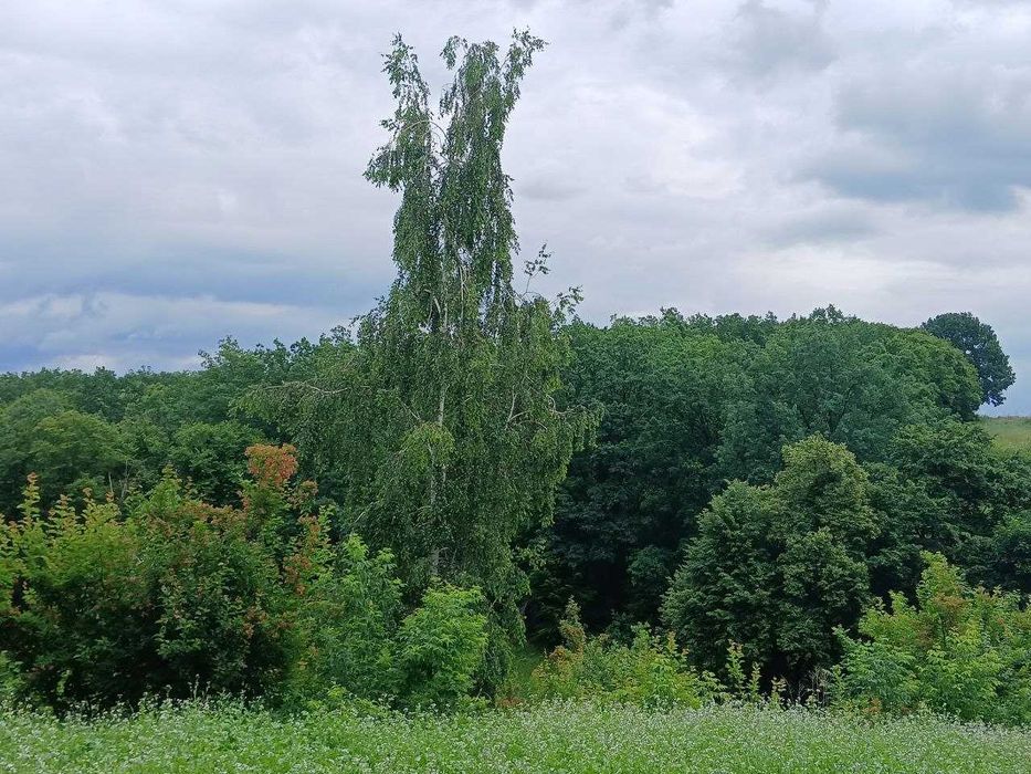 Продам ділянку з гарним краєвидом по вул. Гайдамацька, м. Обухів!