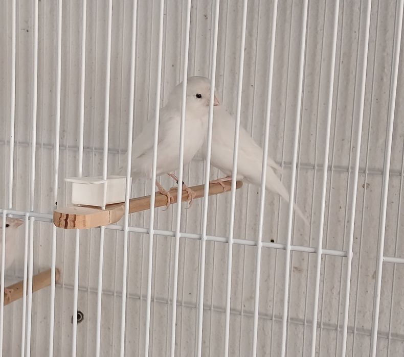 Canarios e cardinalitos