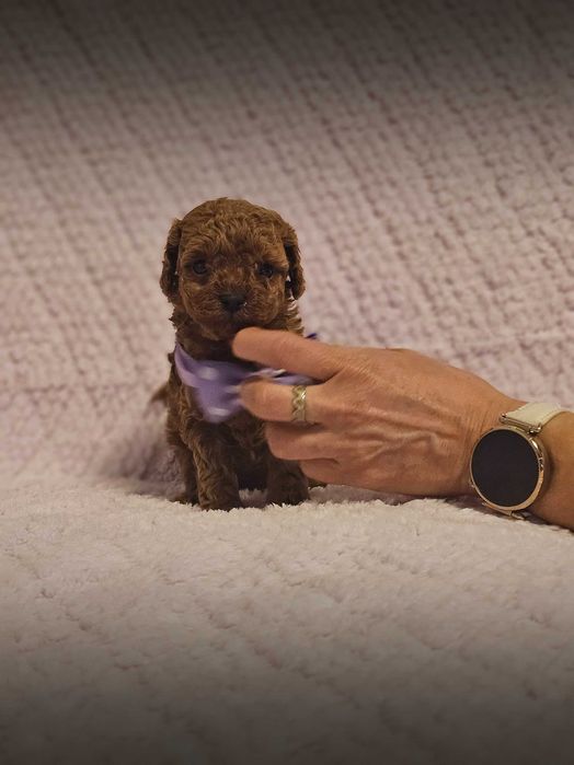 Pudel Toy Red Genetyka.