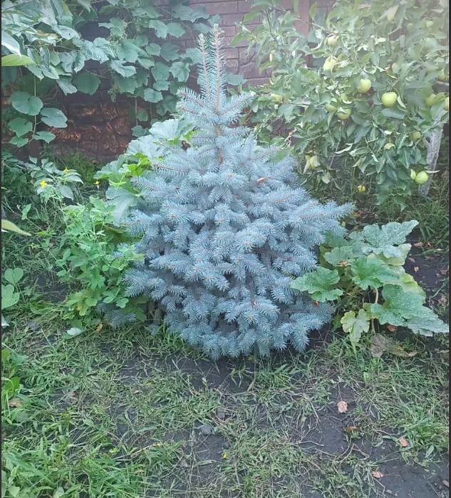 D1M Продам будинок, всі комунікації, ремонт. Салтівка.