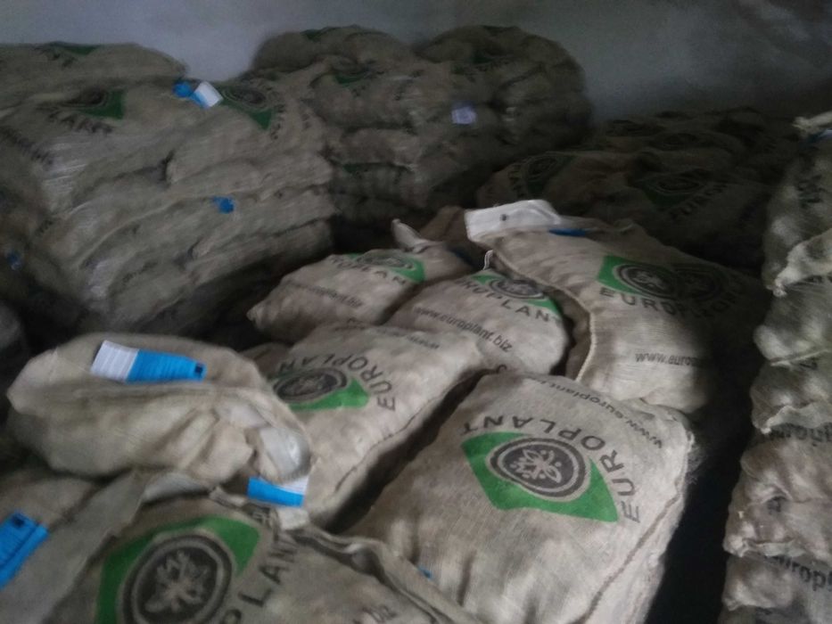 Kwalifikowane ziemniaki sadzeniaki prosto z hodowli