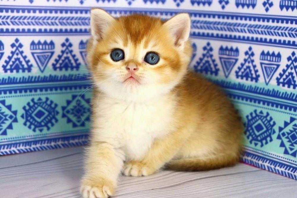 Золота шиншилла-британська порода