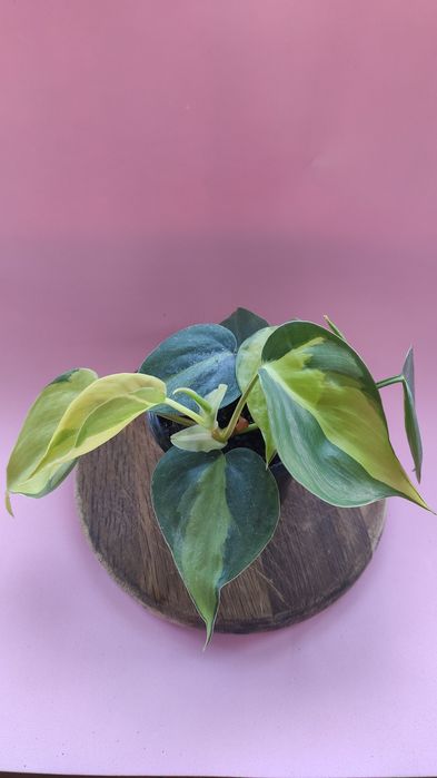 Epipremnum(кім-ні рослини)170грн,залишилась 1 рослина,згодом будуть ще