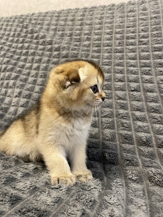 Шотландські кошенята, золота шиншила, скотіш фолд